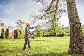 Best Tree Maintenance Programs  in Dimmitt, TX