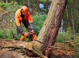 Best Tree Removal  in Dimmitt, TX