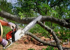 Best Tree Removal  in Dimmitt, TX