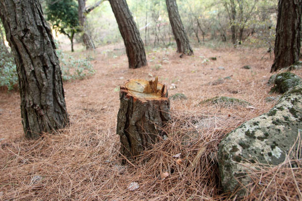 Best Leaf Removal  in Dimmitt, TX