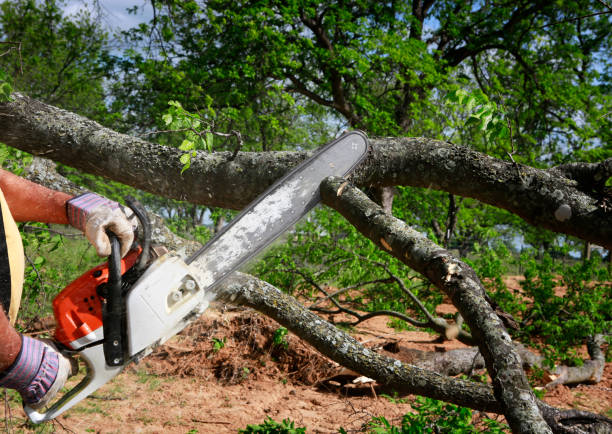 Best Landscape Design and Installation  in Dimmitt, TX